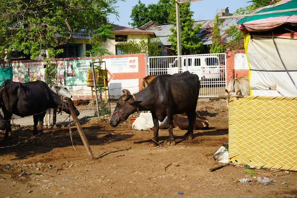 पशुपालन बना किसानों की आय बढ़ाने का मजबूत आधार, ग्रामीण अर्थव्यवस्था को मिली नई ताकत