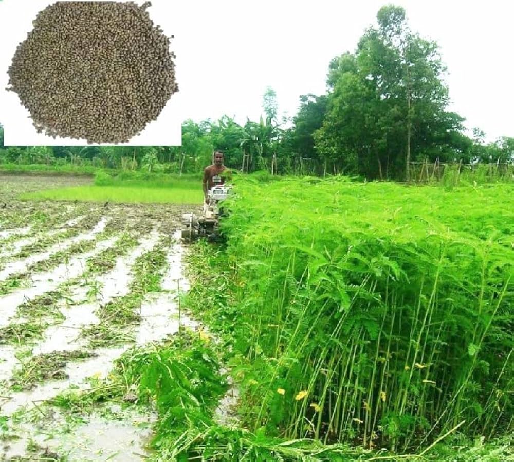 🌱 हरी खाद बनाने की विधि: मिट्टी की उर्वरता बढ़ाने का प्राकृतिक और सस्ता समाधान