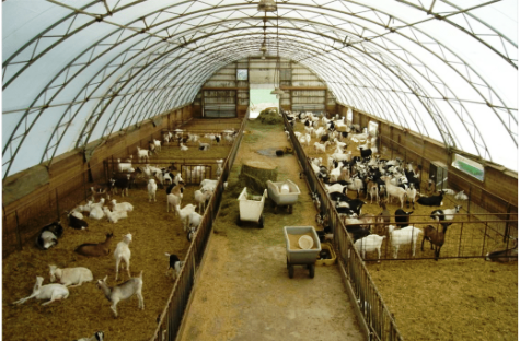 बकरी पालन से बदली किसानों की किस्मत, कम लागत में ज्यादा मुनाफे का बना भरोसेमंद व्यवसाय